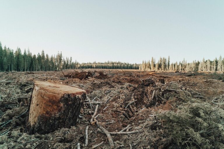 Be a part of the solution to deforestation!