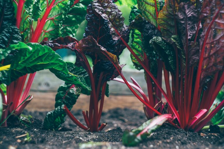 Organic Gardening Tips for Beginners!