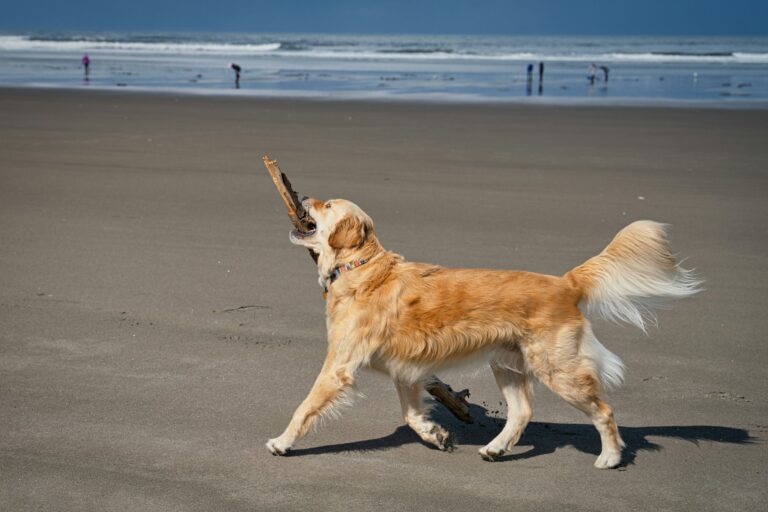 Golden Retriever Care Tips for a Long, Healthy Life